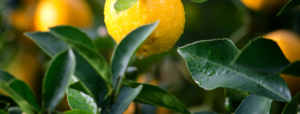 Scopri di più sull'articolo Il Sentiero dei Limoni da Minori a Maiori