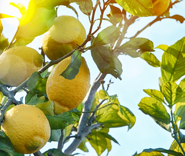 limoni limoni